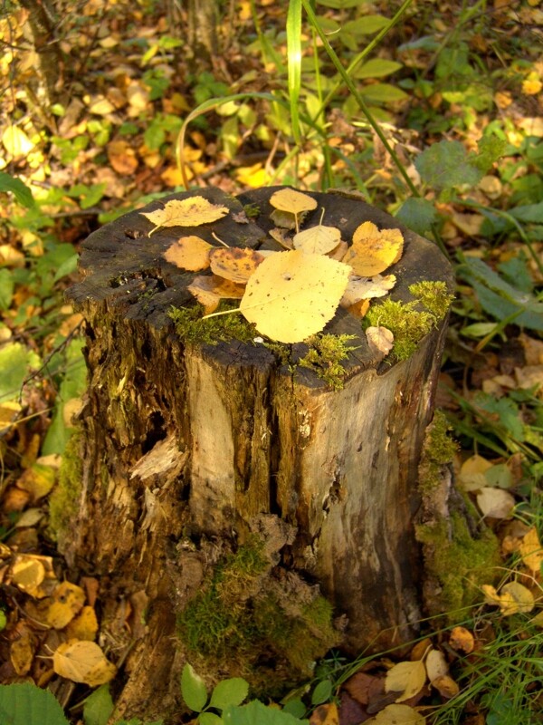 木桩上的枯叶图片