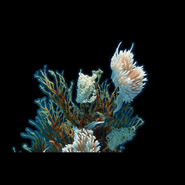 海底水草珊瑚png元素