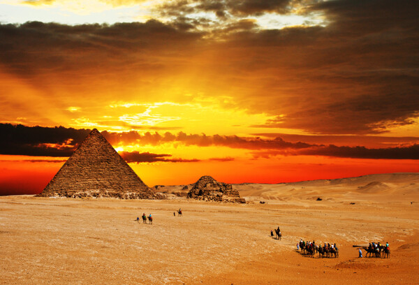 金字塔骆驼群摄影