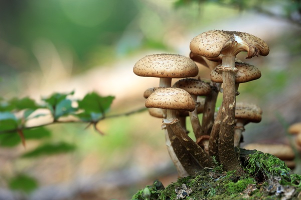 茁壮成长的蘑菇