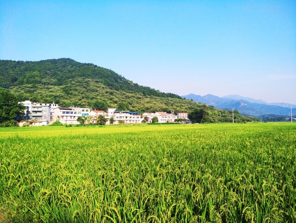 稻田