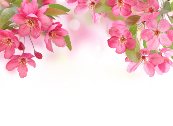 鮮花圖片