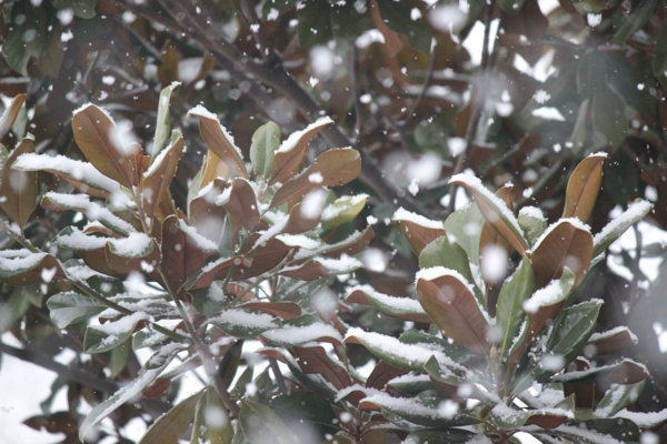 雪中的玉蘭圖片