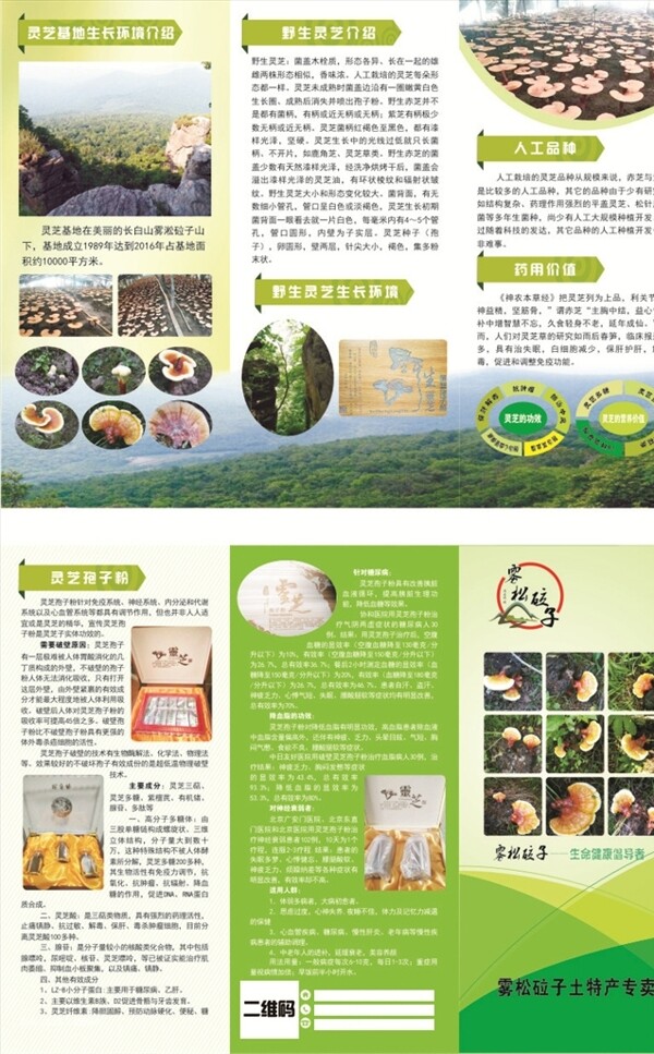 靈芝折頁