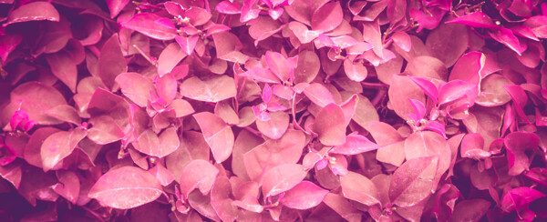 粉红色的植被摄影