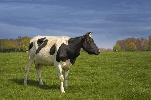 农场黑白花奶牛