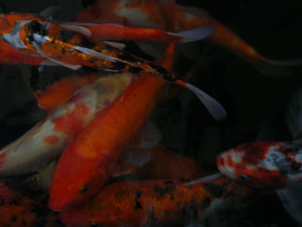 池魚圖片