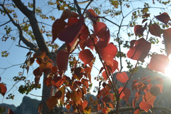 红色乌桕树叶图片