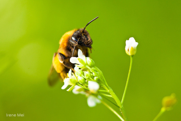 蜜蜂