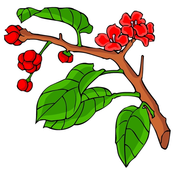 花卉古典插畫