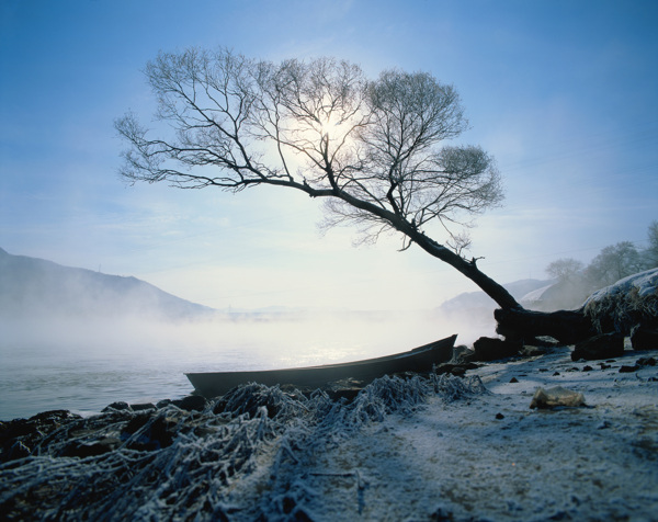 高山云雾树木景观图片