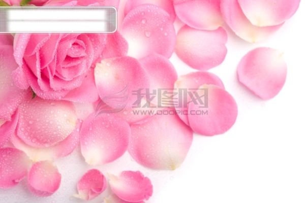 玫瑰花瓣JPG