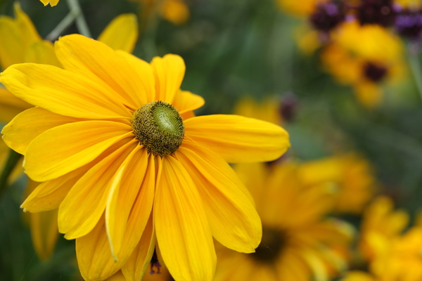 黄色可爱花朵