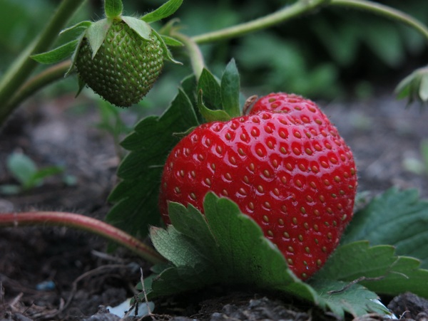 草莓图片素材唯美水果图片素材