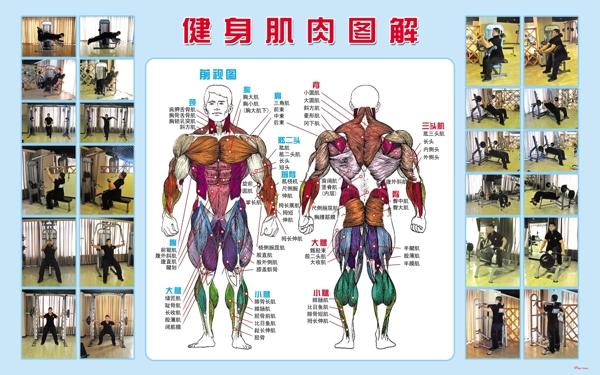 健身肌肉圖解圖片