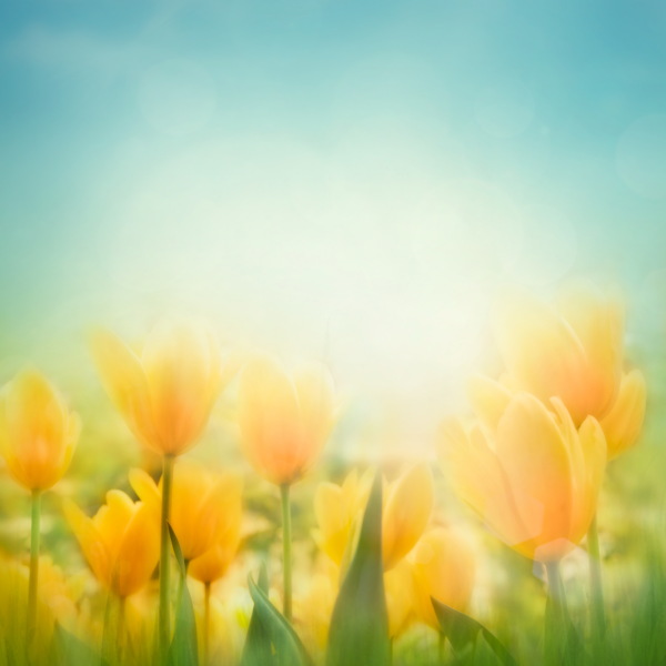 黄色郁金香花背景图片