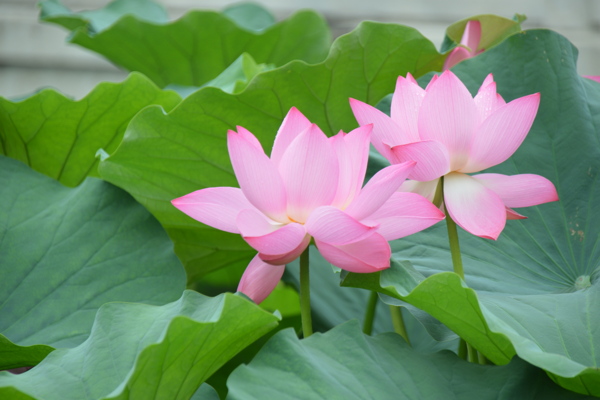 荷花圖片
