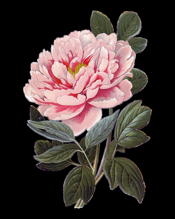 粉色牡丹花朵实物元素设计