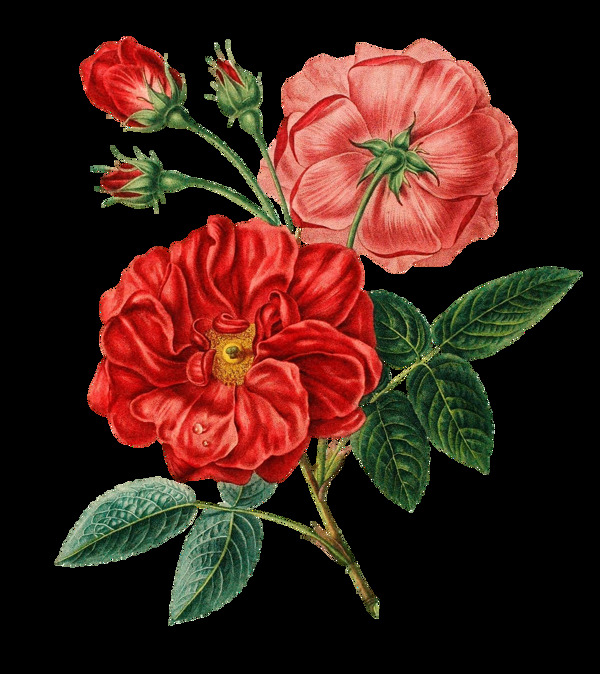红色花朵花蕾png元素素材