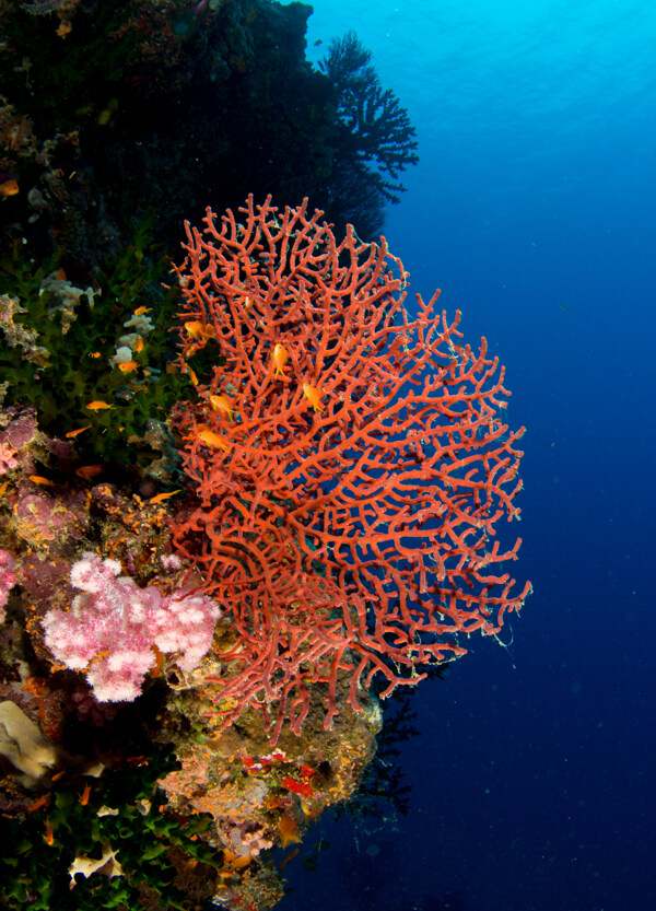 珊瑚海底素材
