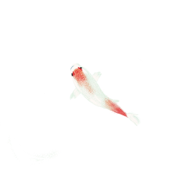 红色的金鱼免抠图