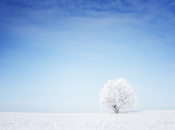 冬天雪地上树木