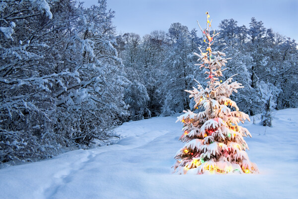 雪地上的圣诞树
