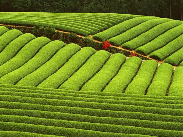 茶園圖片