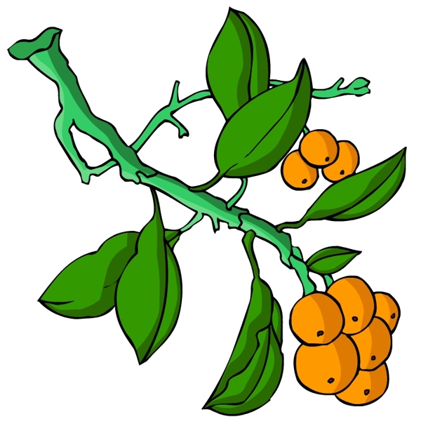 花卉古典插畫