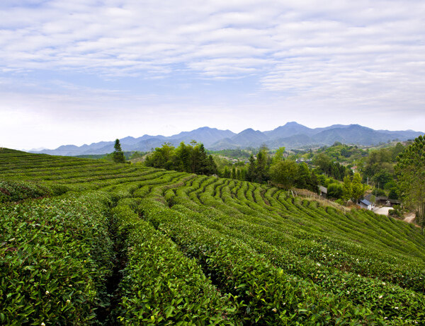 茶園圖片