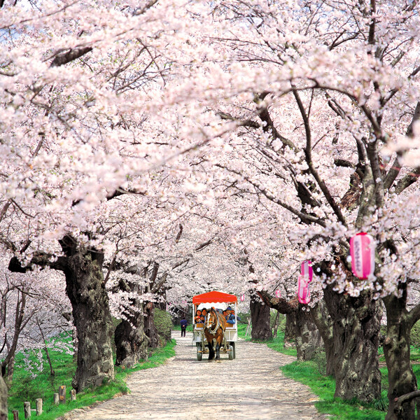 櫻花馬路图片