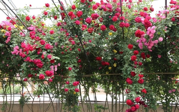月季花