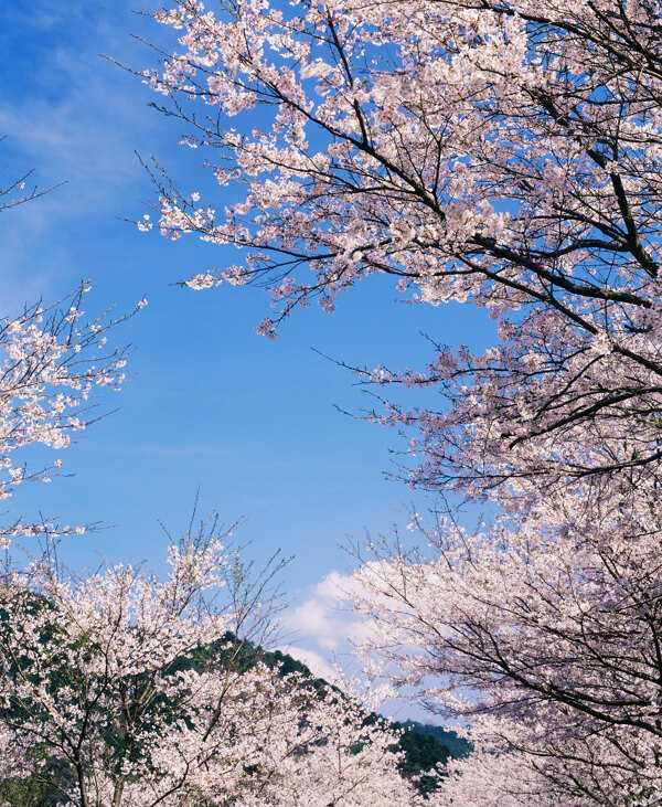 樱花风景摄影图片