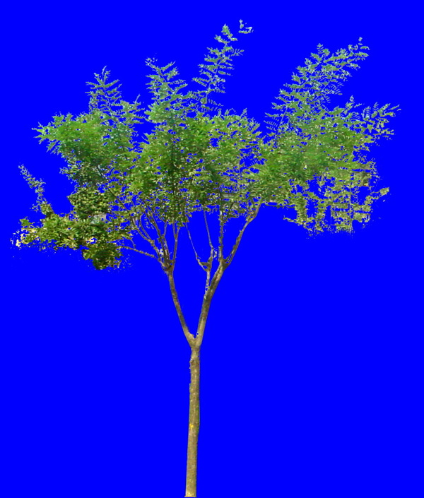 植物貼圖素材JPG1386