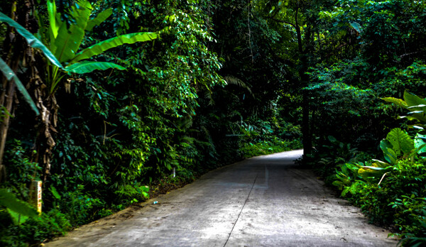 雨林公路图片