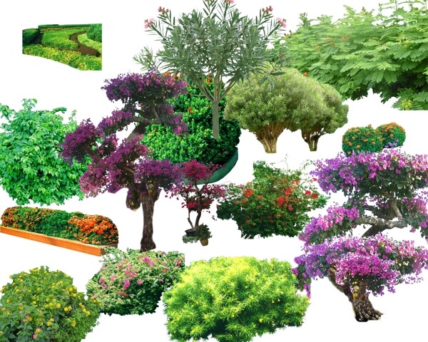 常用植物素材图片
