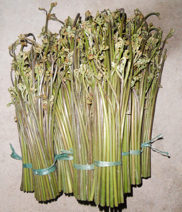蕨菜圖片