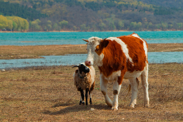 牛与羊自然和谐相处