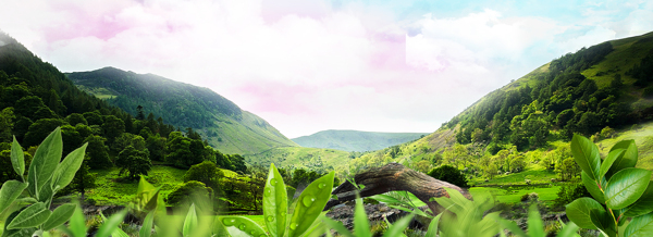 清新綠色植物banner背景素材