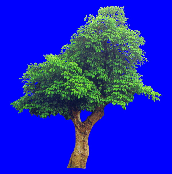 植物貼圖素材JPG1324