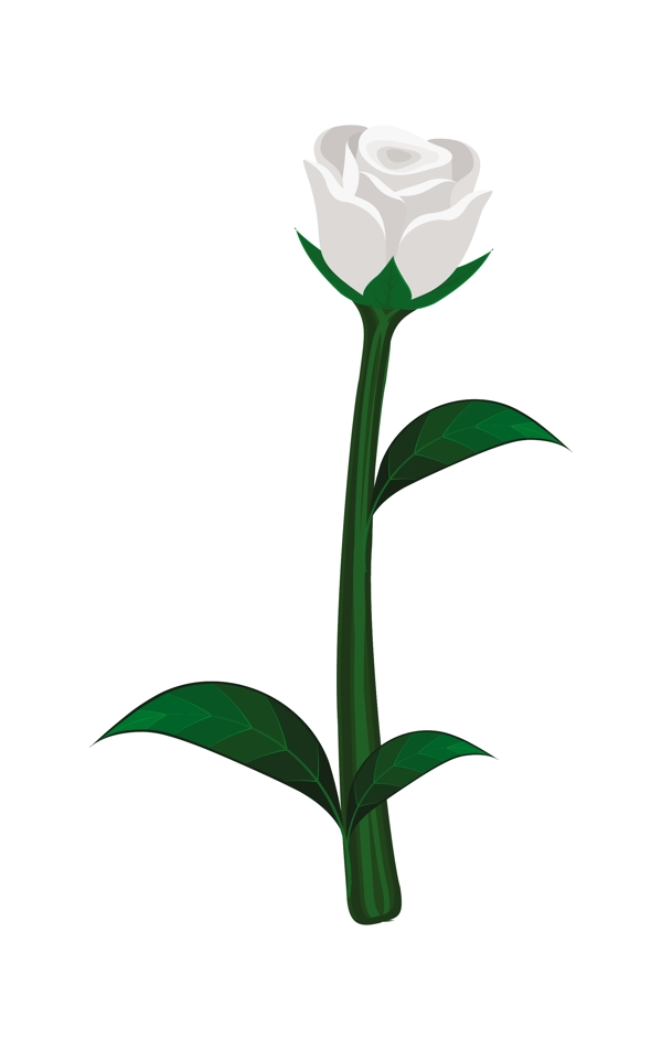 白玫瑰