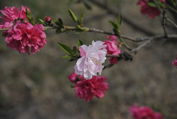 桃花圖片