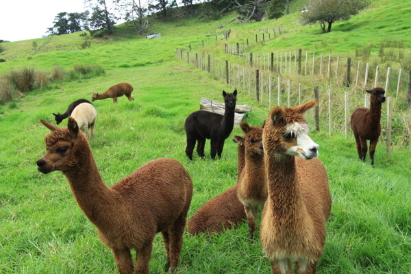 憨态可爱的新西兰羊驼