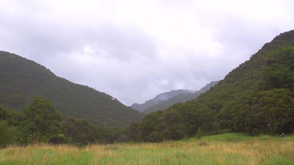 新西兰绿色丘陵