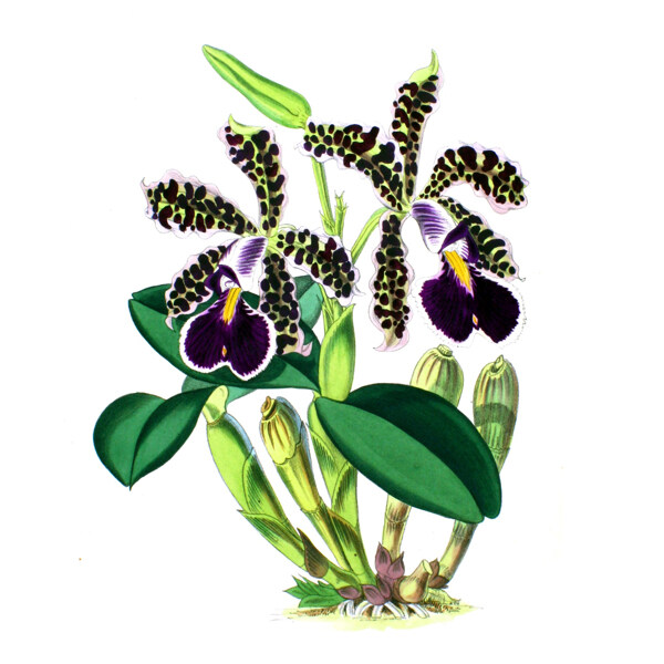 位圖植物寫意花卉花朵野花免費(fèi)素材