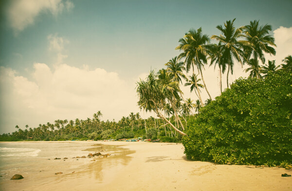 椰子树蓝天沙滩图片