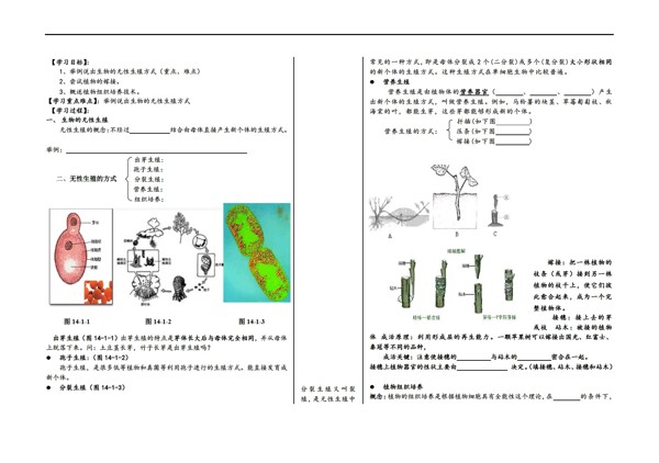 八年級(jí)上冊(cè)生物的無(wú)性生殖學(xué)案