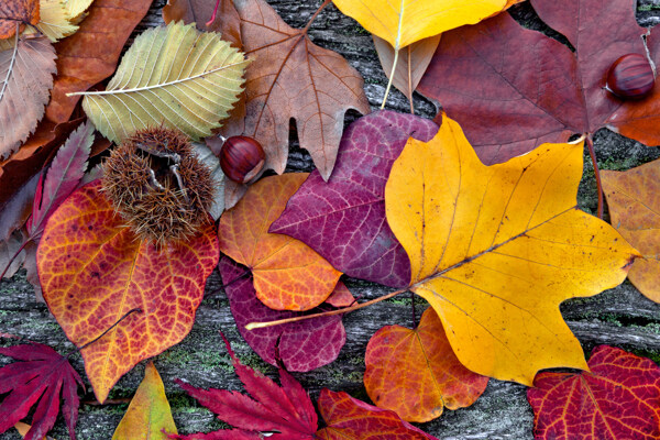 木板上的秋天树叶图片
