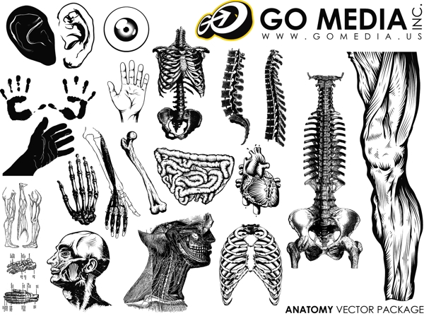 GoMedia出品矢量素材的人体部位和器官