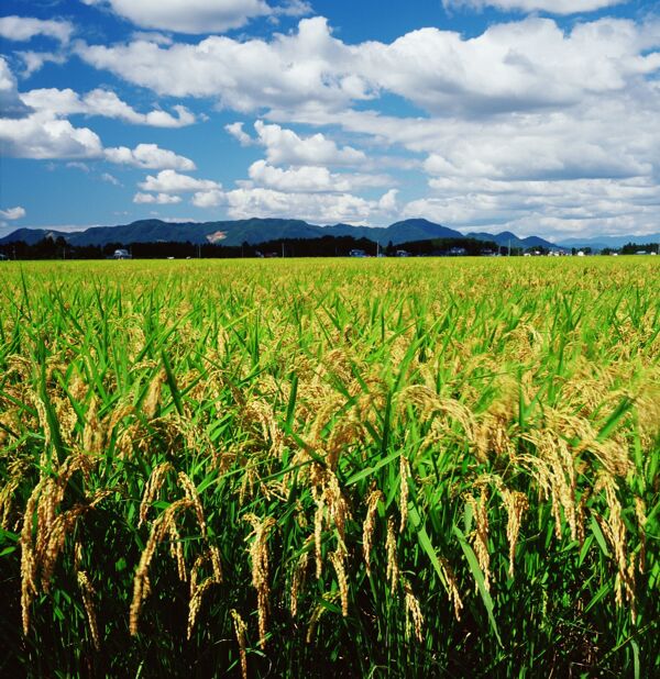 天空下的稻田图片